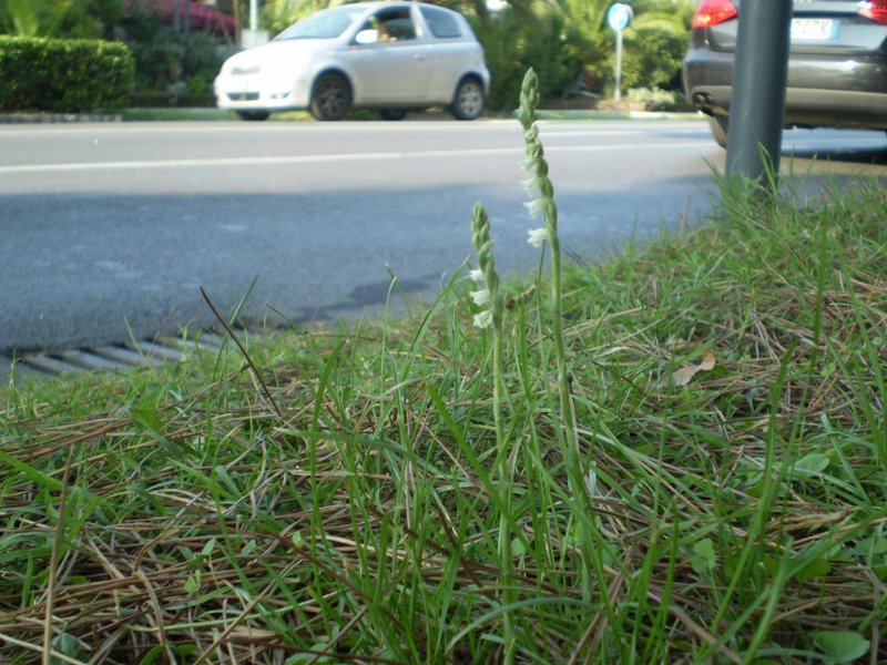 rieccola: Spiranthes spiralis...