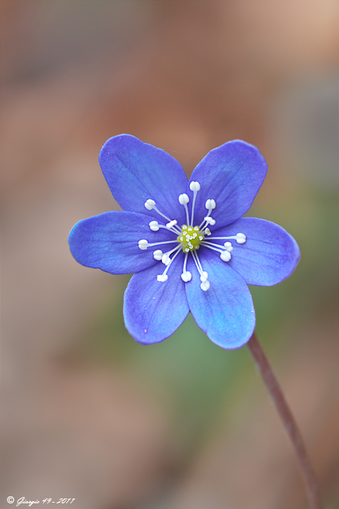 Fiore primaverile - Hepatica nobilis