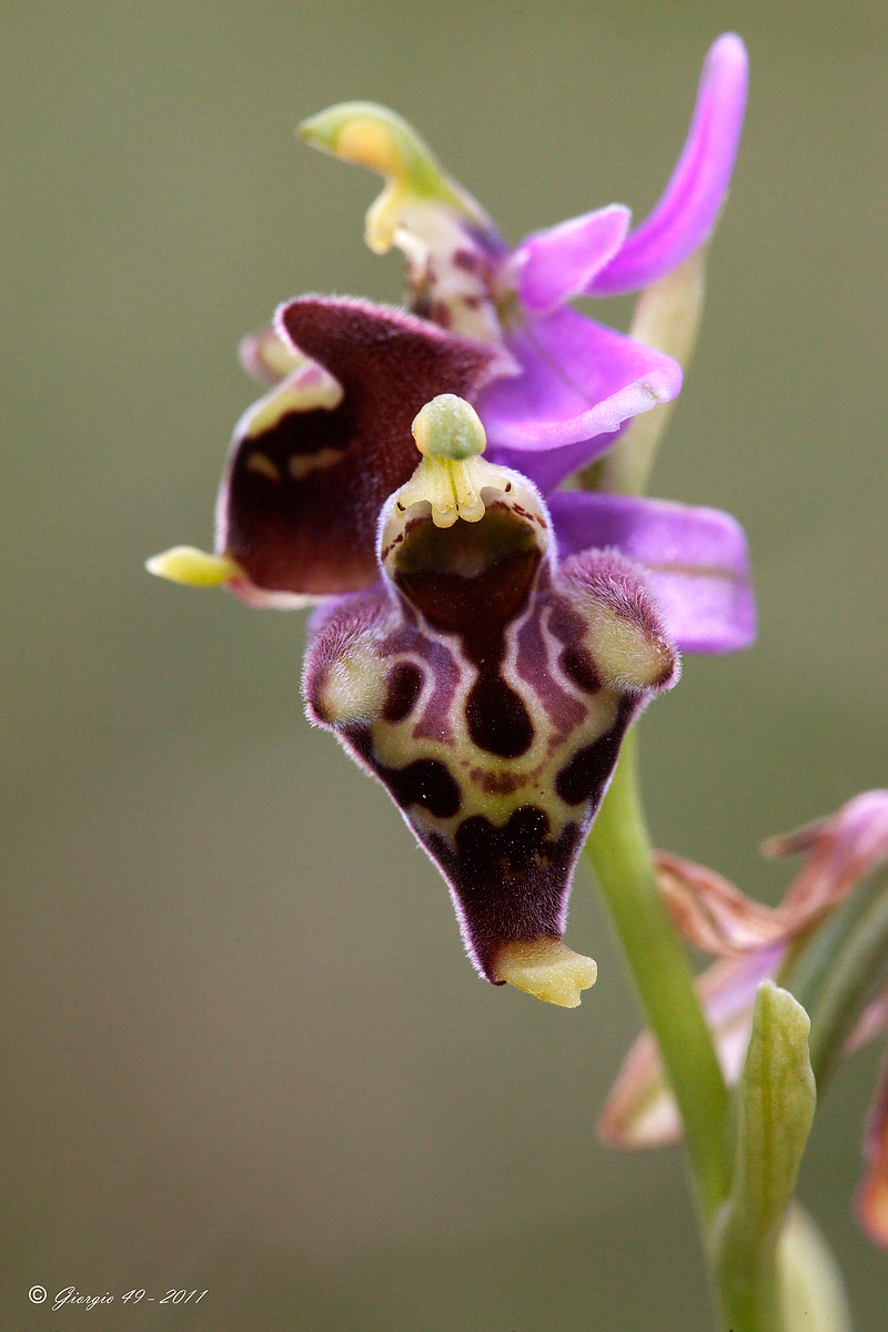 Ophrys dinarica