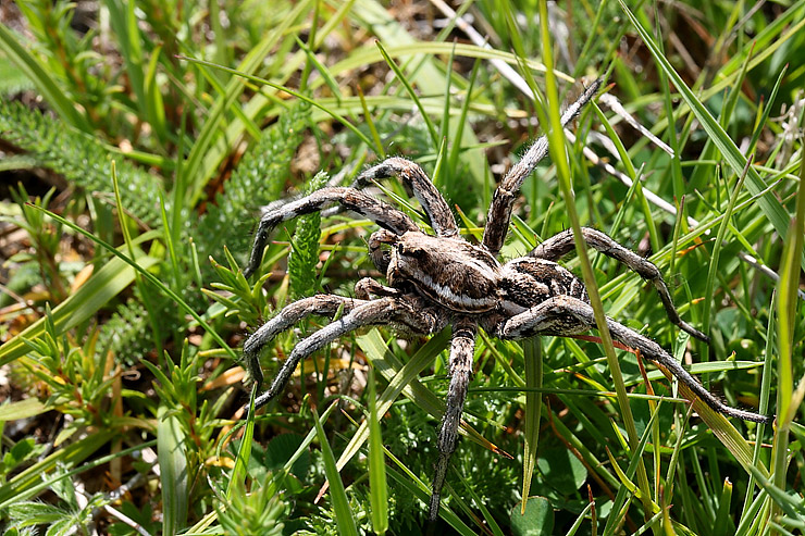 Lycosa sp. e opilione