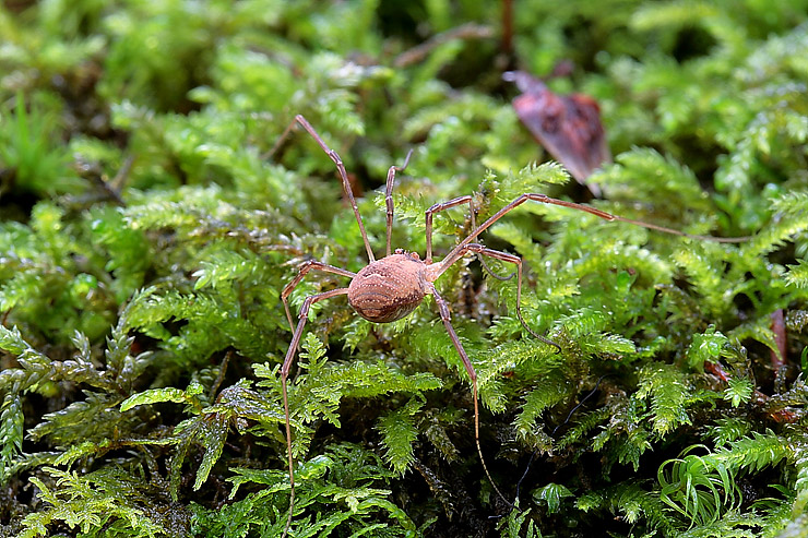 Lycosa sp. e opilione