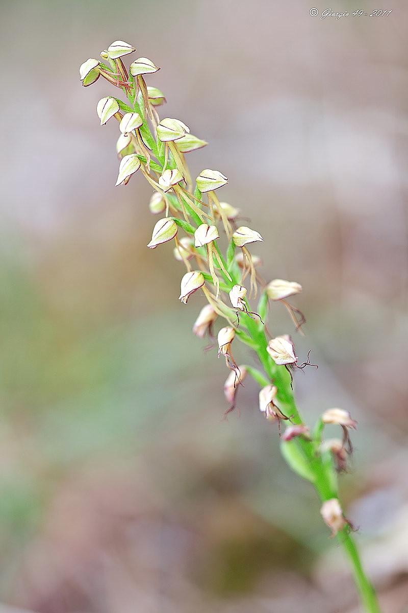 Orchidee dal M.te San Vicino nelle Marche