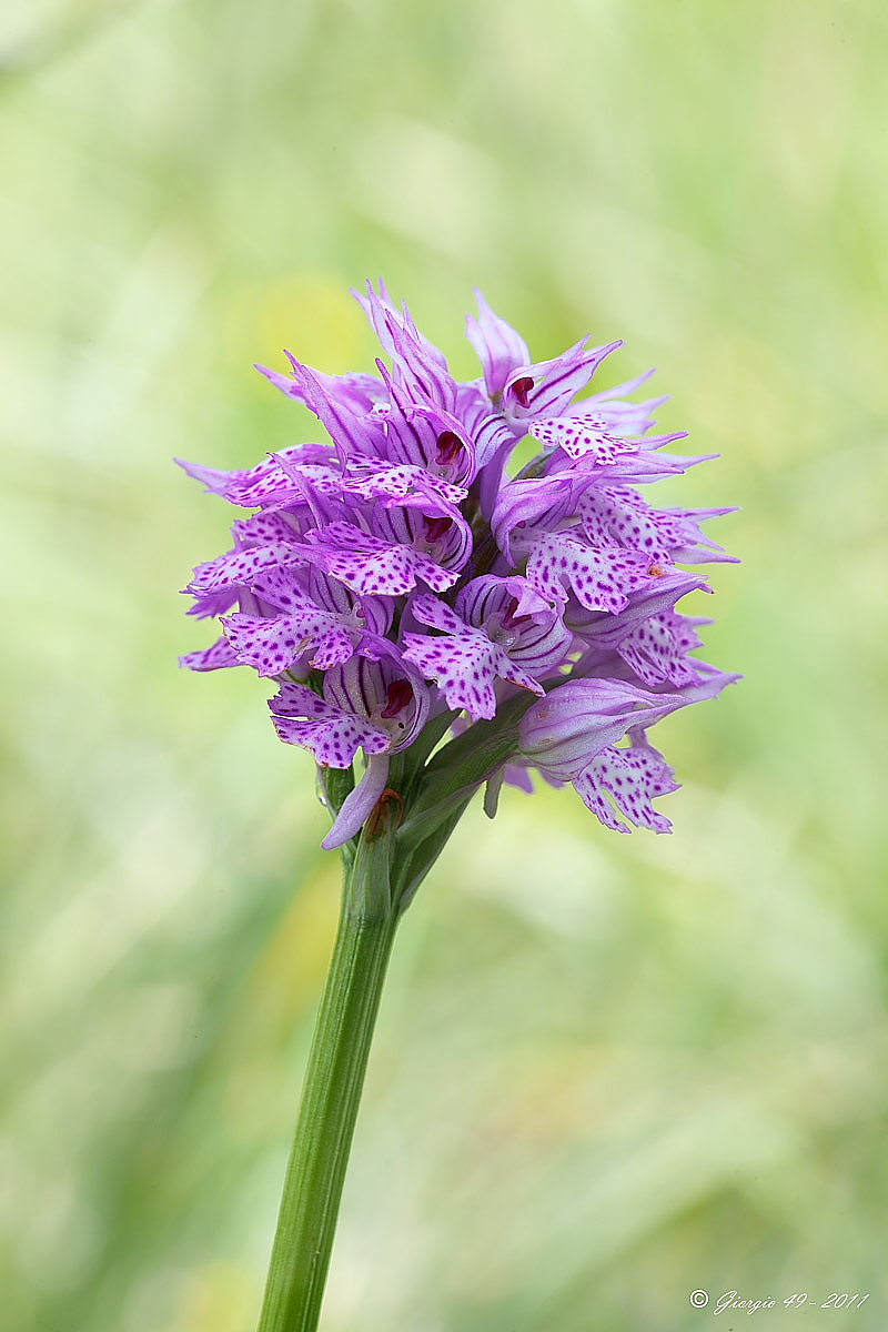 Orchidee dal M.te San Vicino nelle Marche