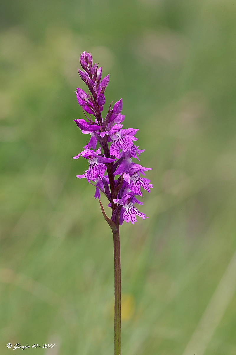 Orchidee dal M.te San Vicino nelle Marche