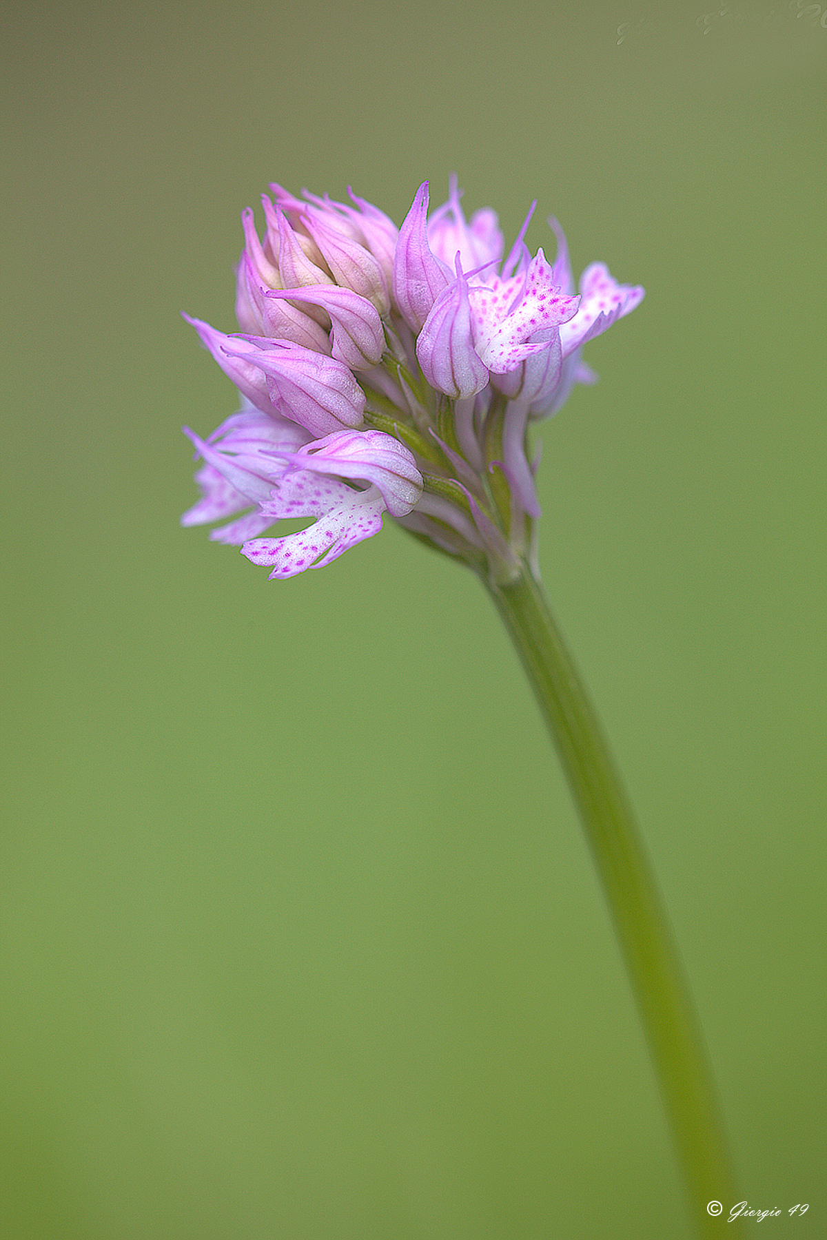 Orchidee dal M.te San Vicino nelle Marche