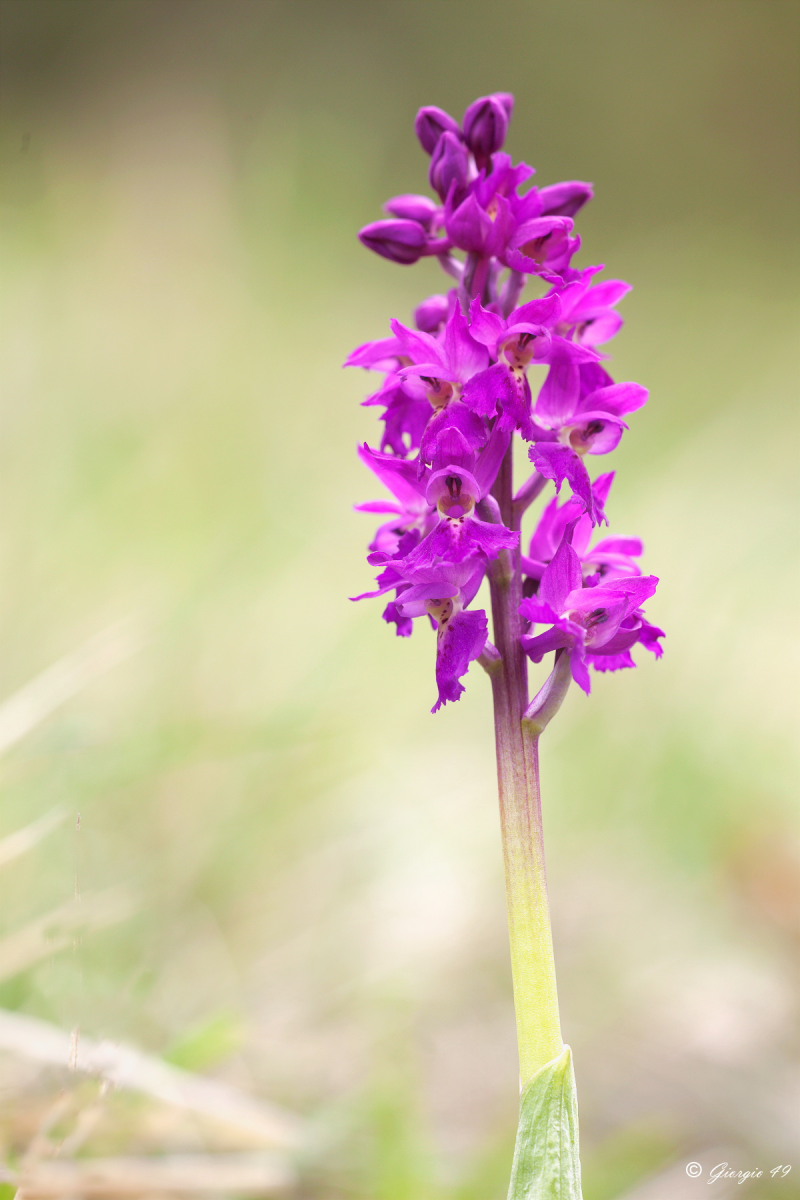 Orchidee dal M.te San Vicino nelle Marche