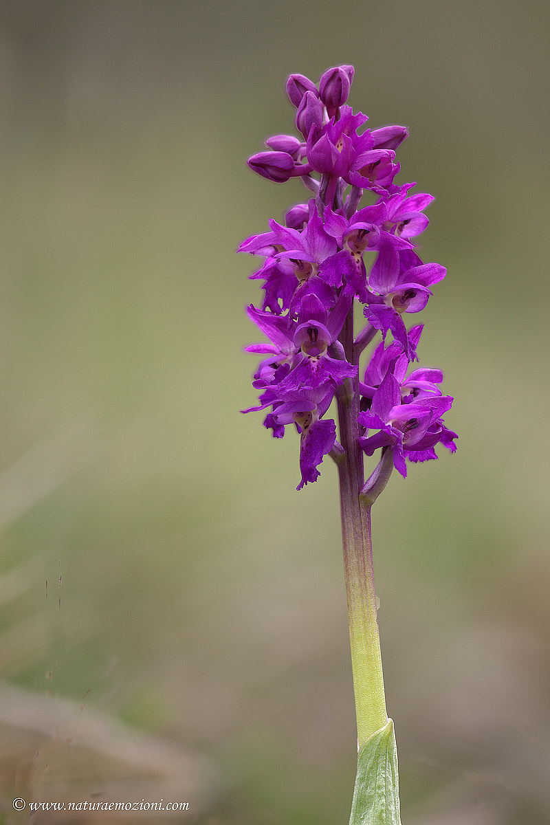 Orchidee dal M.te San Vicino nelle Marche