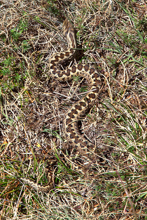 Vipera da determinare