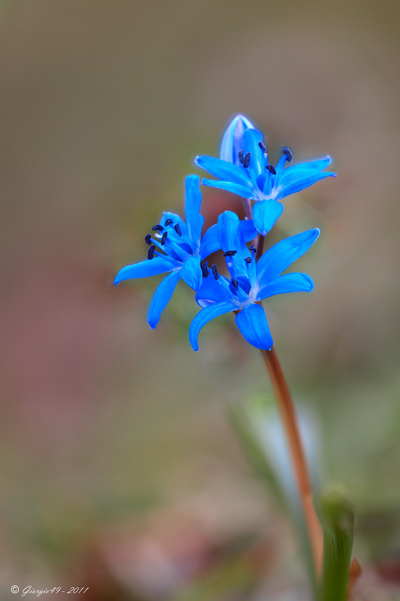 Scilla bifolia e  cultivar di Narcissus