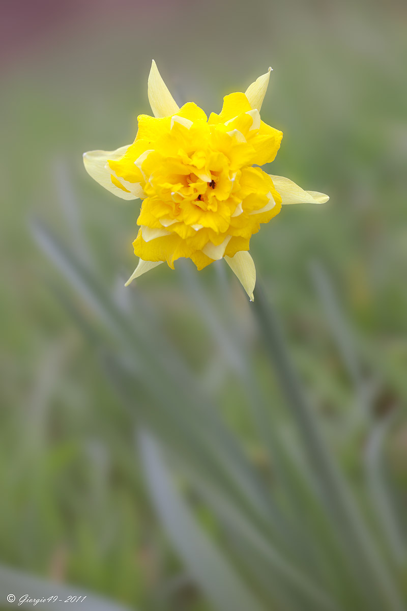 Scilla bifolia e  cultivar di Narcissus