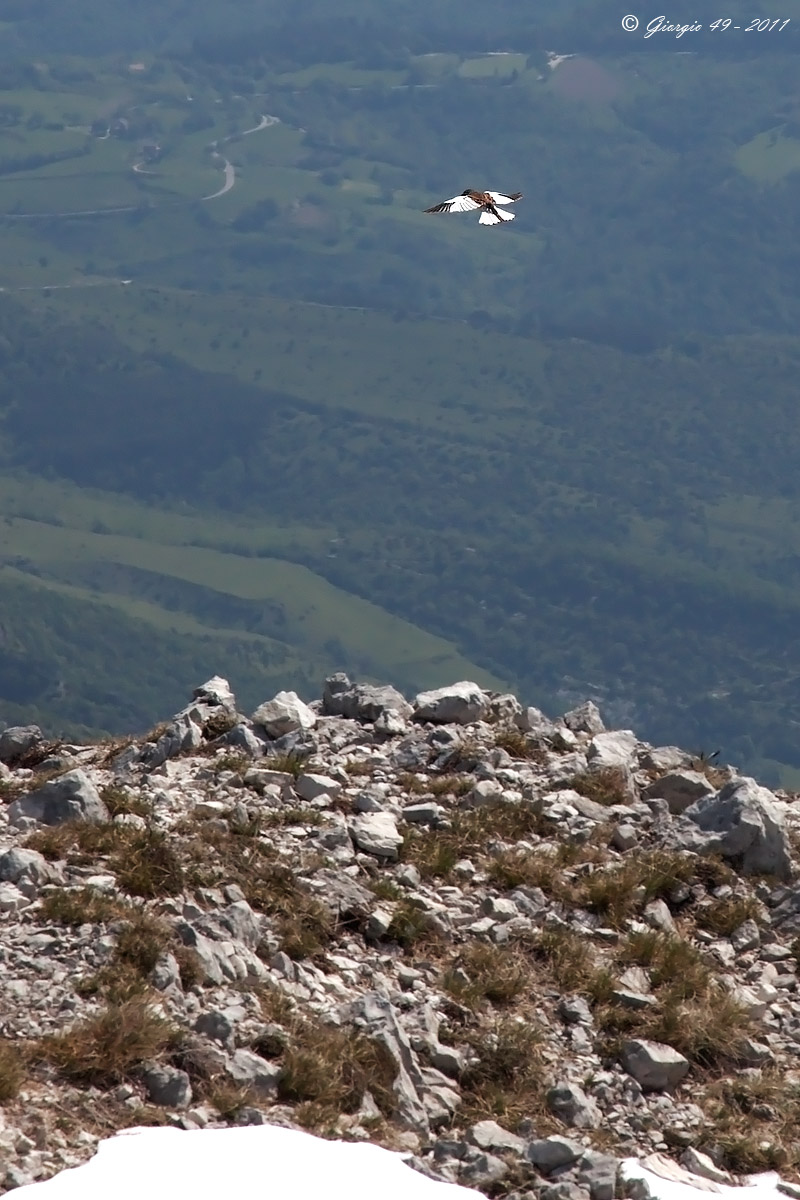 Fringuello delle nevi