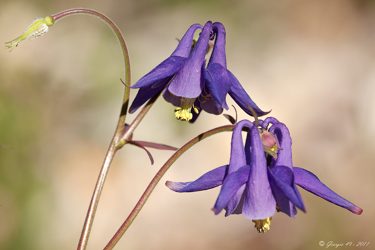 Aquilegia sp.