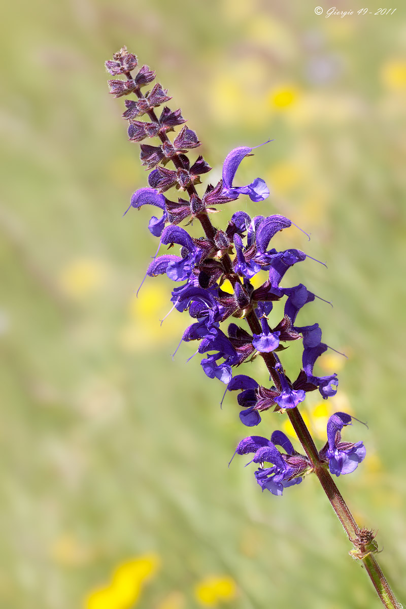 Salvia pratensis