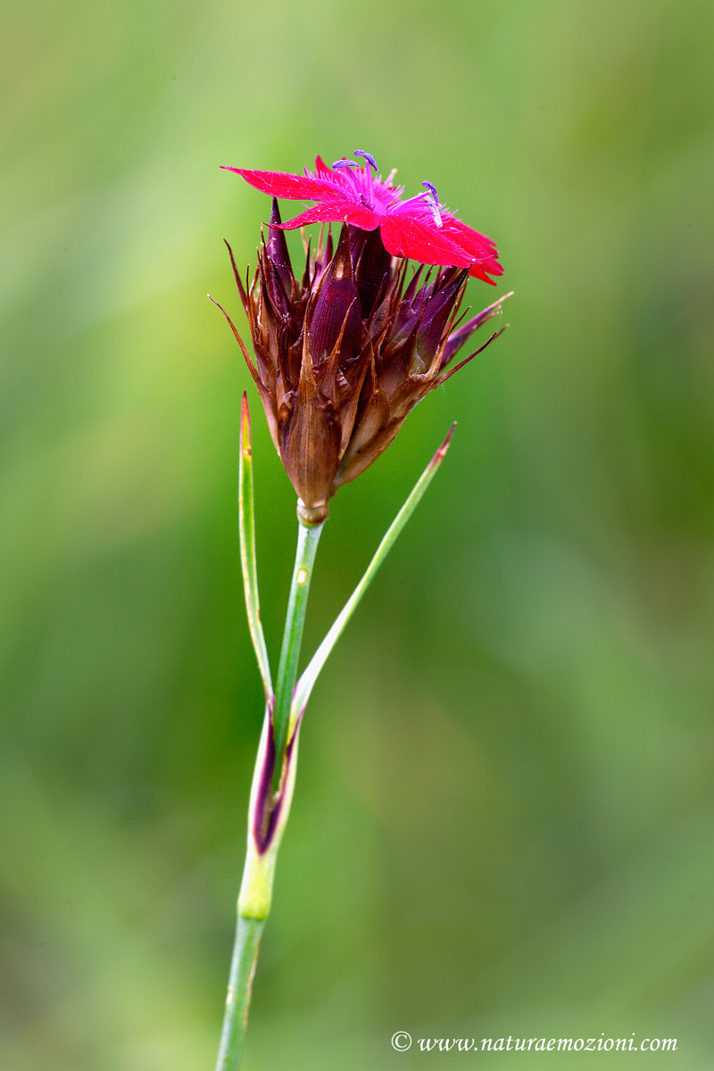 Dianthus carthusianorum / Garofano dei Certosini