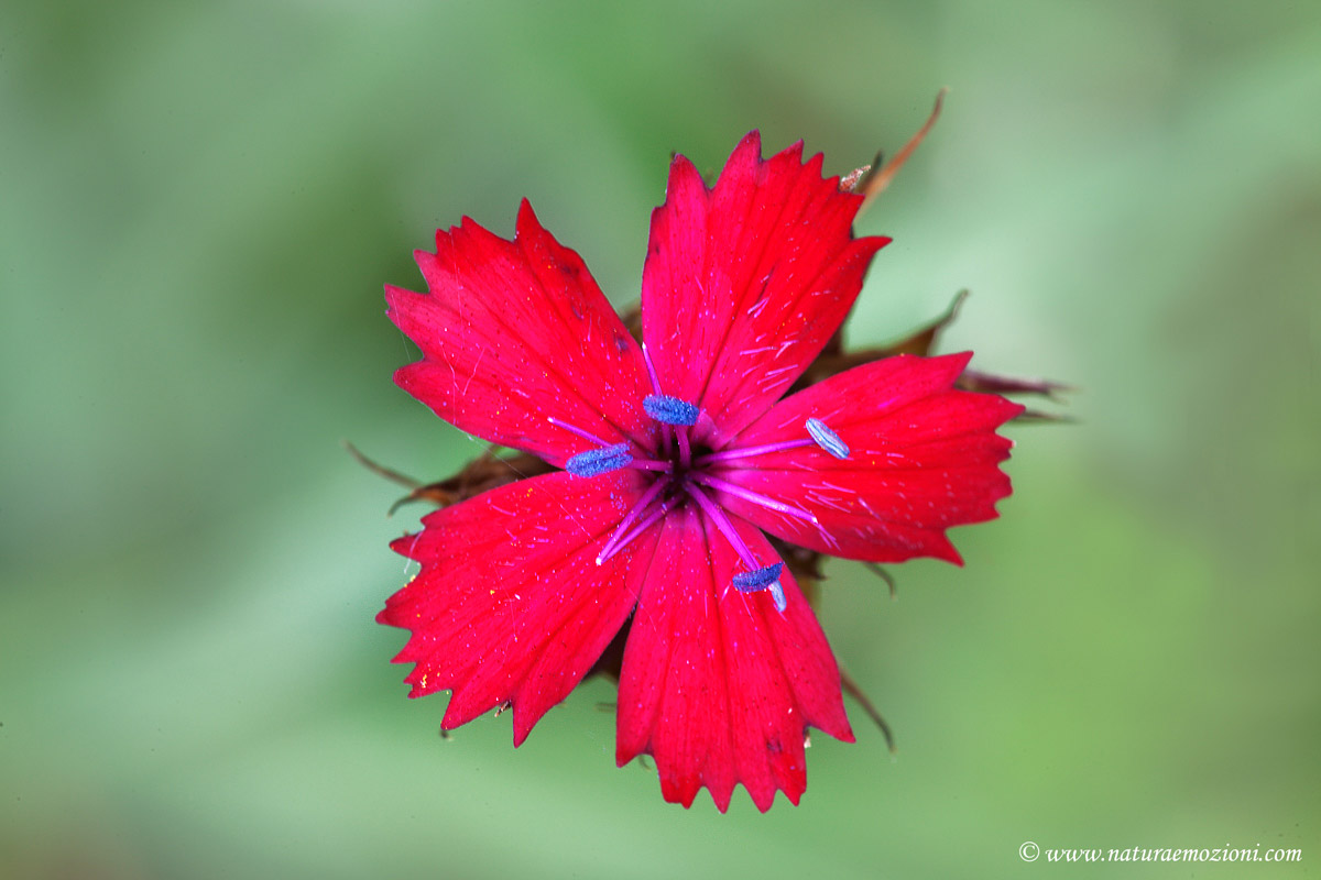 Dianthus carthusianorum / Garofano dei Certosini