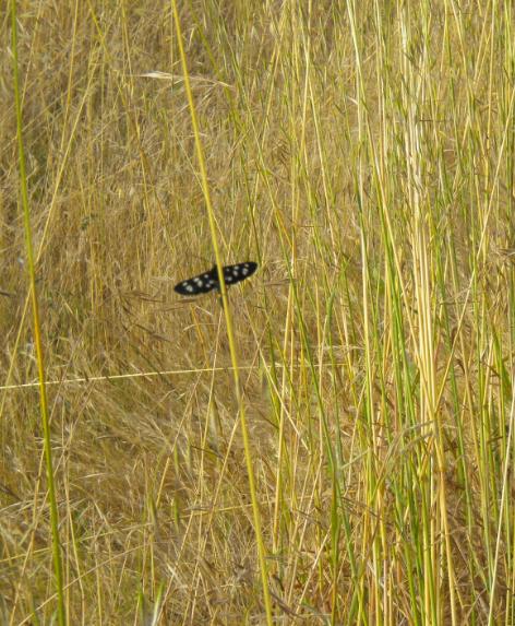 specie farfalla da identificare