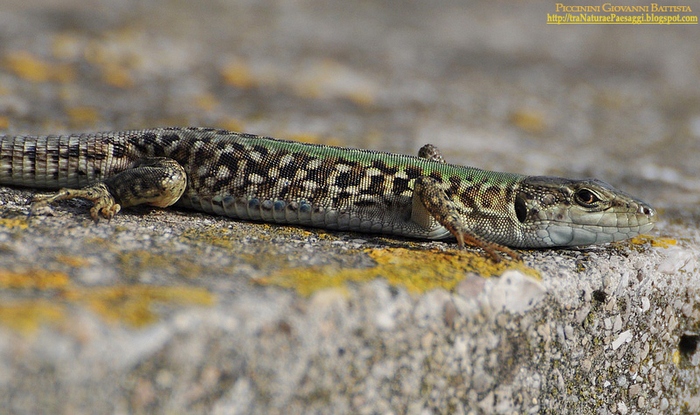 Lucertola Campestre(Podarcis sicula)