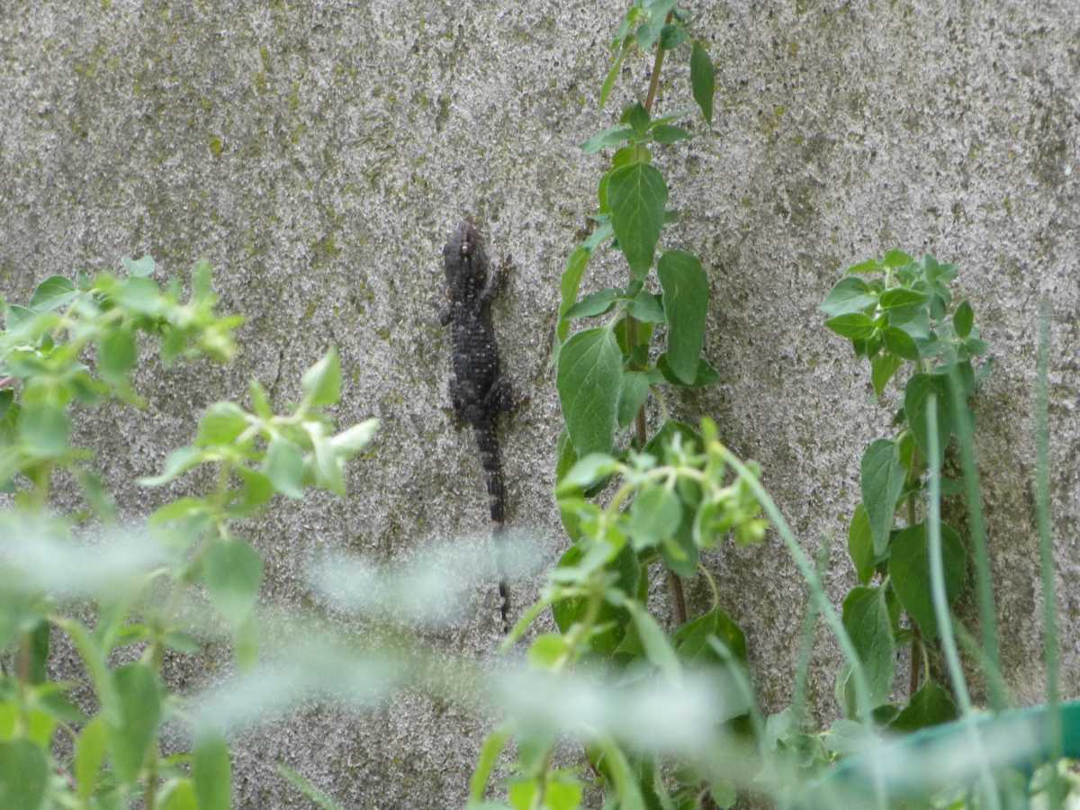 Tarentola mauritanica melanica?