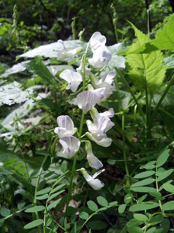 da identificare - Vicia sylvatica