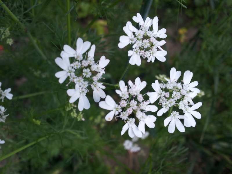 Bifora radians / Bifora raggiata