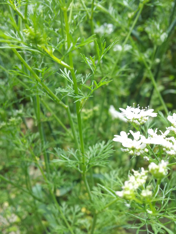 Bifora radians / Bifora raggiata