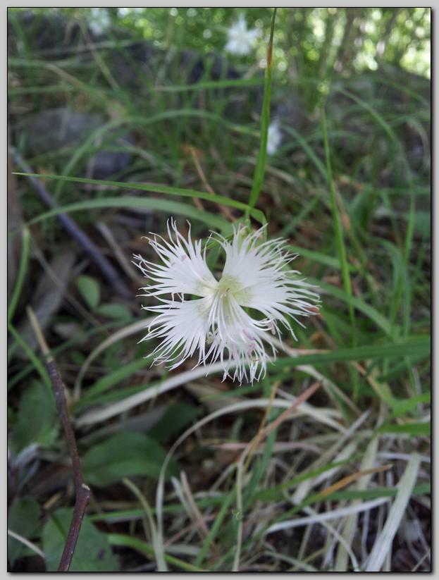 Dianthus monspessulanus