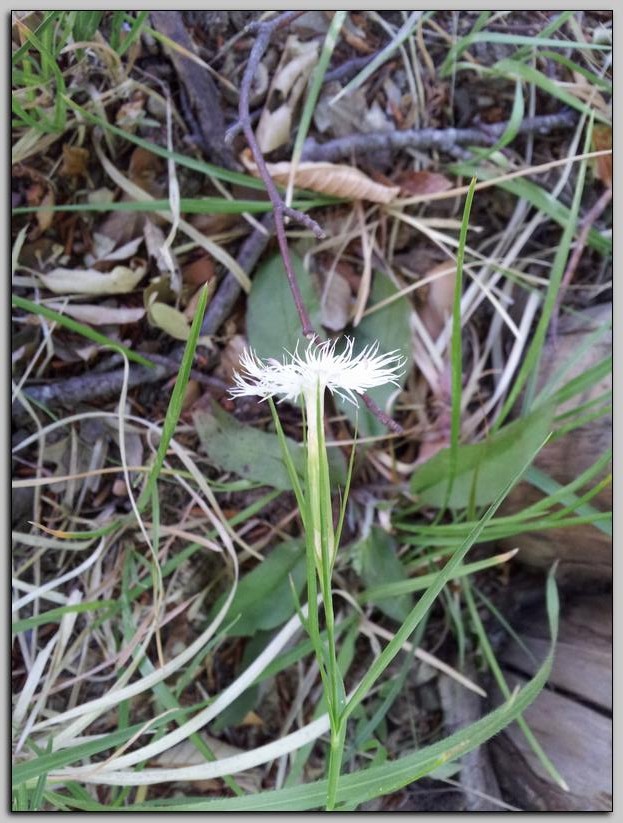 Dianthus monspessulanus