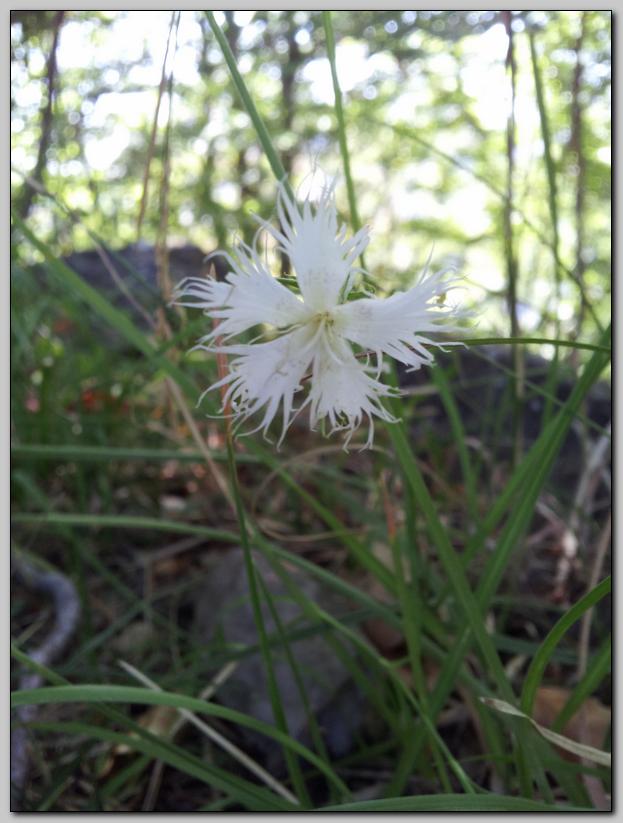 Dianthus monspessulanus