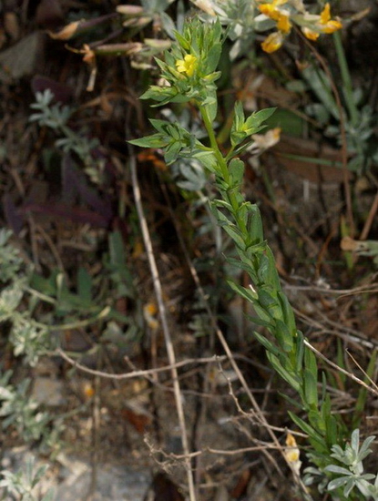 Linum strictum