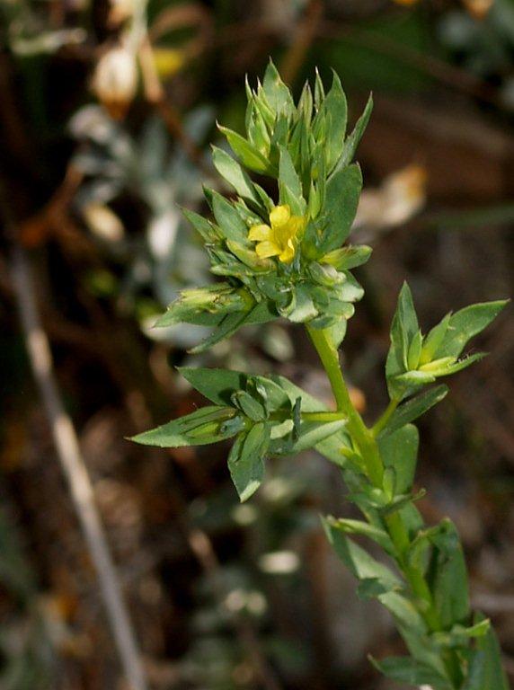 Linum strictum