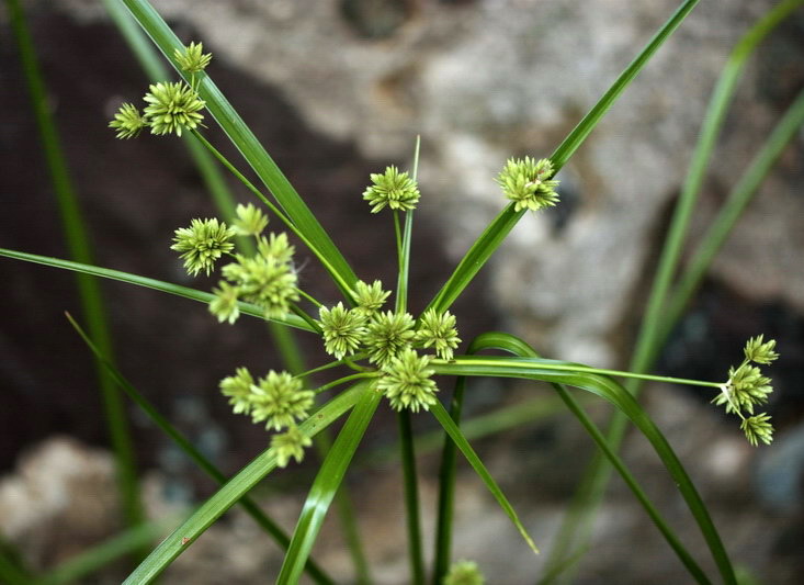 Cyperus eragrostis / Zigolo