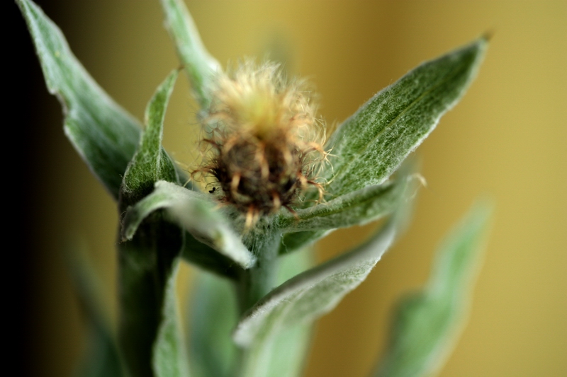 Centaurea uniflora / Fiordaliso unifloro