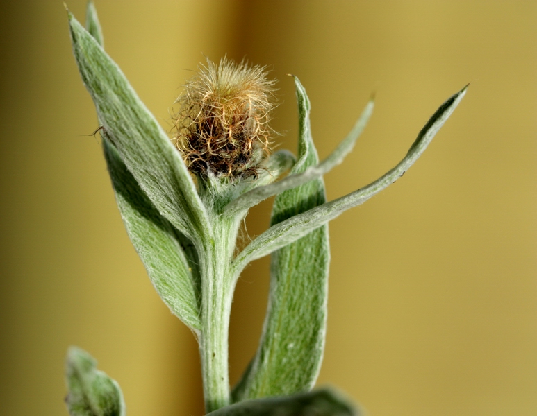 Centaurea uniflora / Fiordaliso unifloro