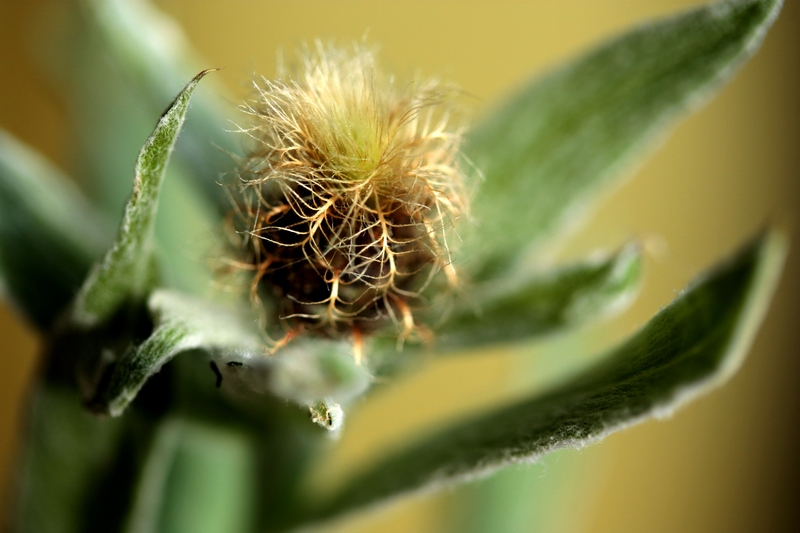 Centaurea uniflora / Fiordaliso unifloro