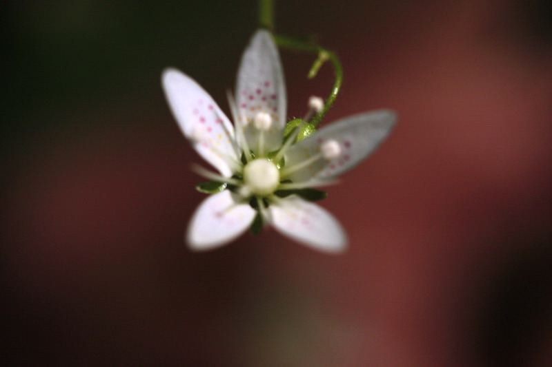 Saxifraga rotundifolia