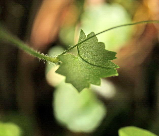 Saxifraga rotundifolia