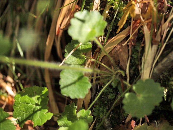 Saxifraga rotundifolia