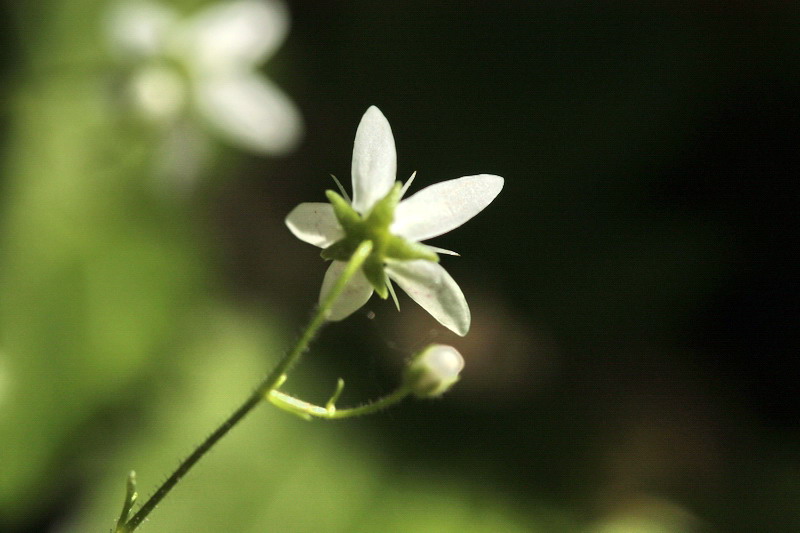 Saxifraga rotundifolia