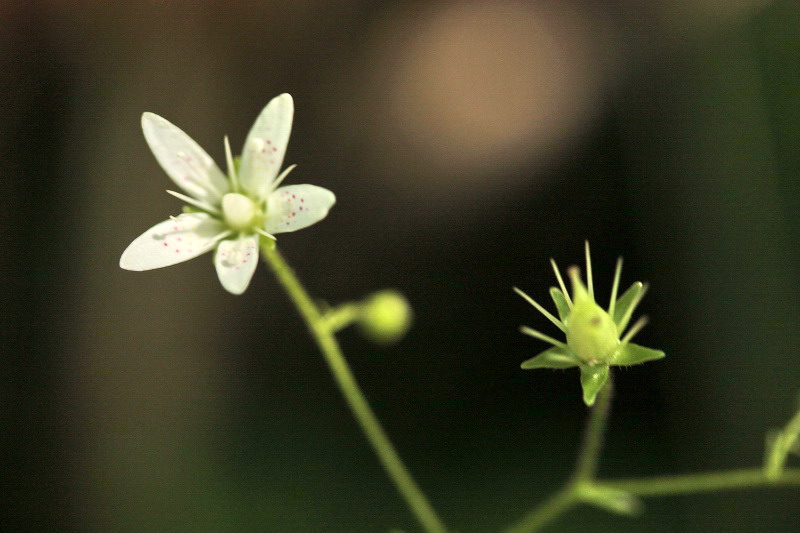 Saxifraga rotundifolia