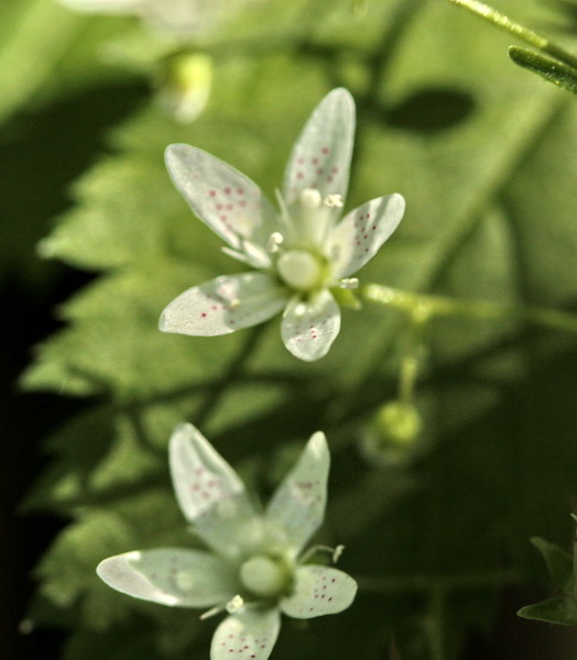 Saxifraga rotundifolia