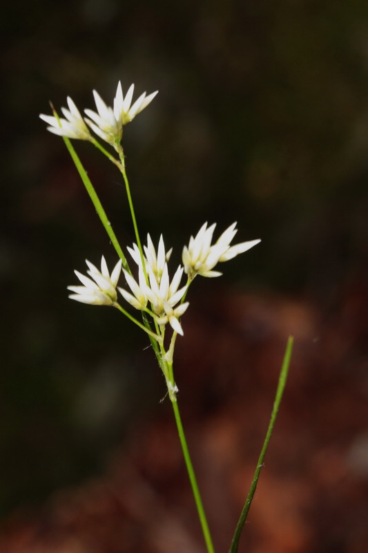 Luzula luzuloides (= Luzula albida) / Erba lucciola bianca