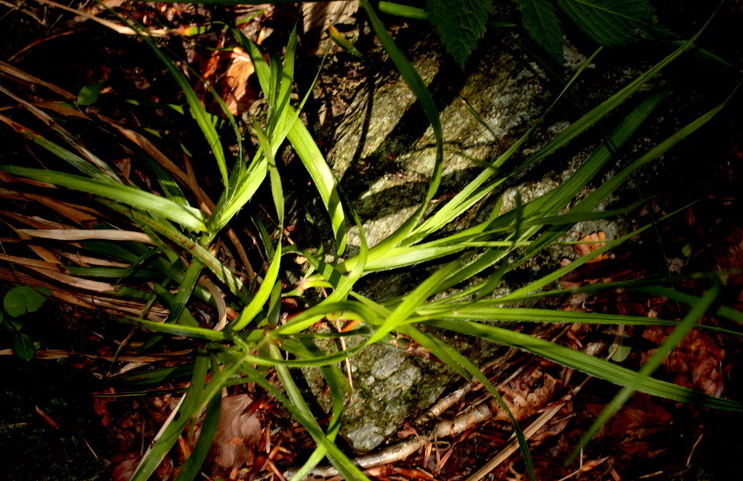 Luzula luzuloides (= Luzula albida) / Erba lucciola bianca