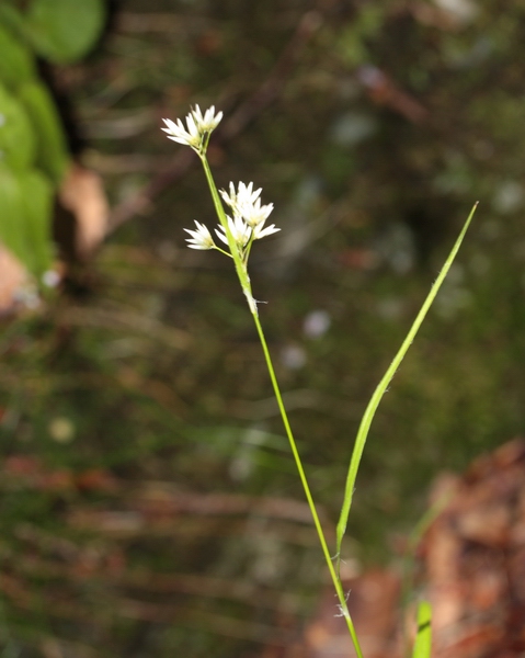 Luzula luzuloides (= Luzula albida) / Erba lucciola bianca