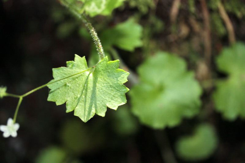 Saxifraga rotundifolia