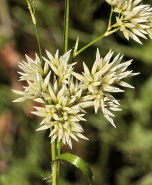 Luzula luzuloides (= Luzula albida) / Erba lucciola bianca