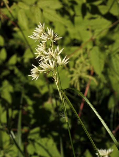 Luzula luzuloides (= Luzula albida) / Erba lucciola bianca