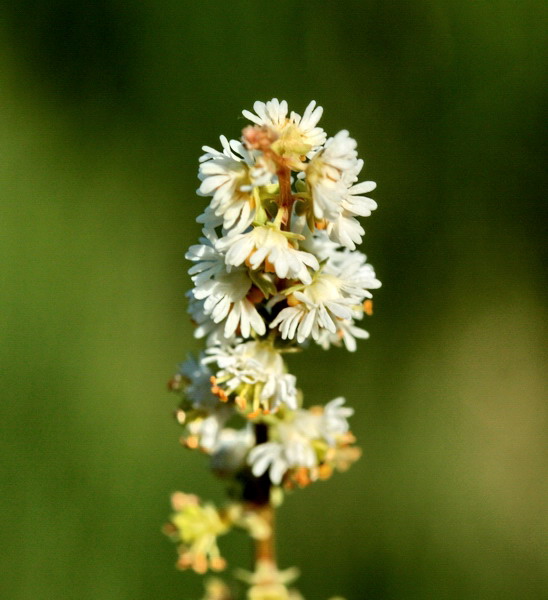 Sesamoides interrupta / Reseda pigmea