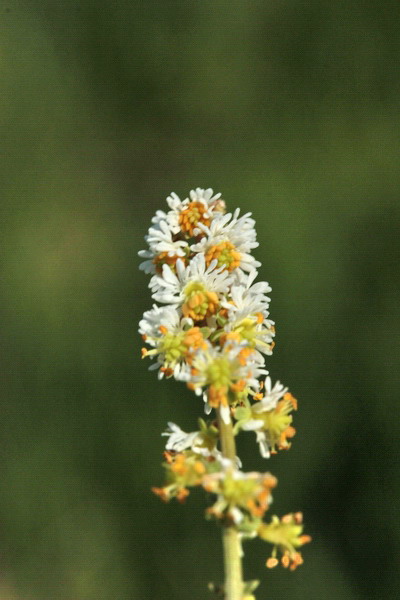 Sesamoides interrupta / Reseda pigmea