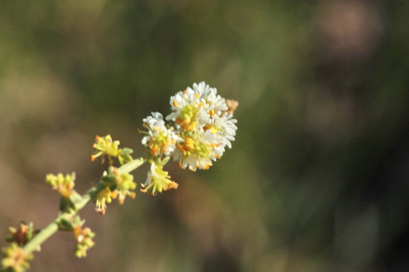 Sesamoides interrupta / Reseda pigmea