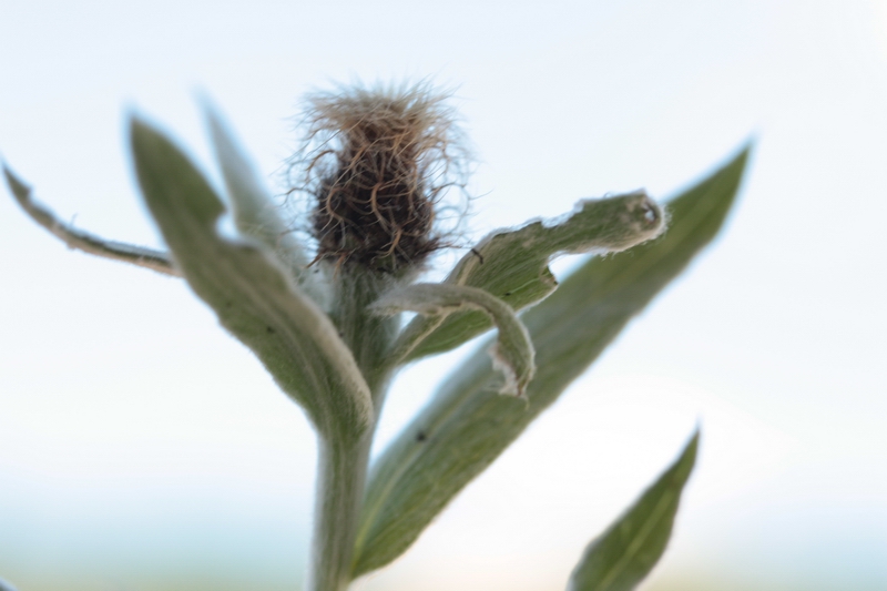 Centaurea uniflora / Fiordaliso unifloro